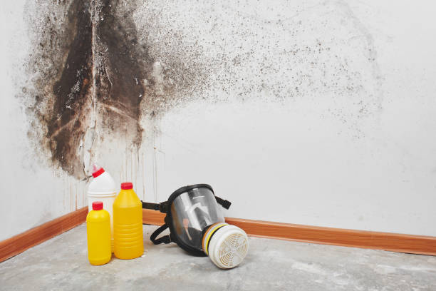 Best Mold Remediation  in St Charles, MN