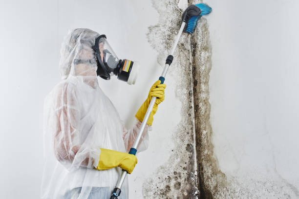 Best Fast Mold Removal  in St Charles, MN