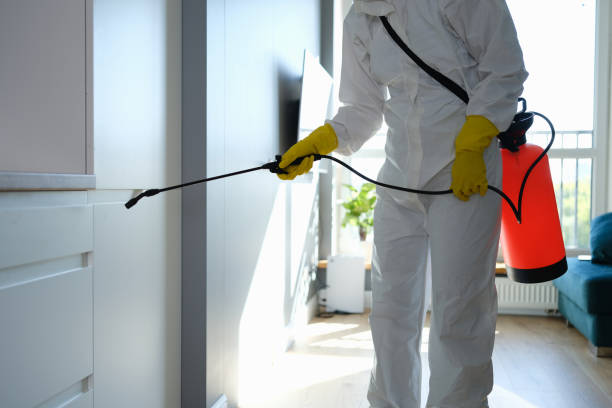 Best Attic Mold Removal  in St Charles, MN