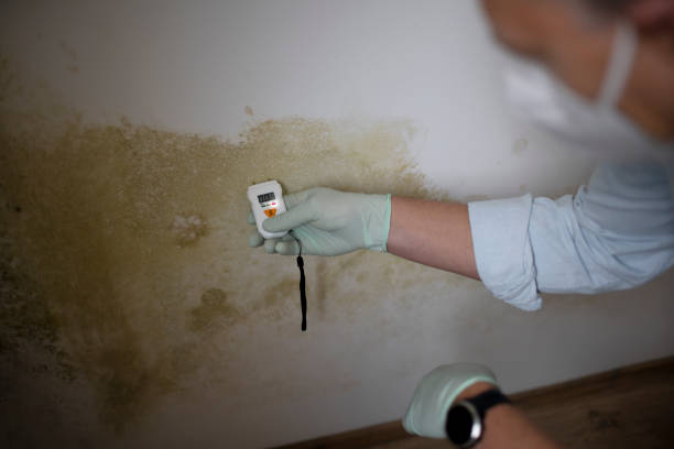 Best Attic Mold Removal  in St Charles, MN
