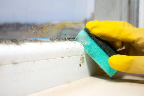 Best Mold Damage Repair  in St Charles, MN