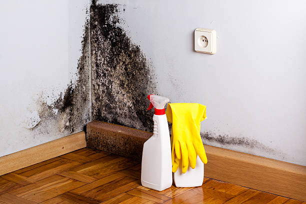 Best Best Mold Removal Companies  in St Charles, MN