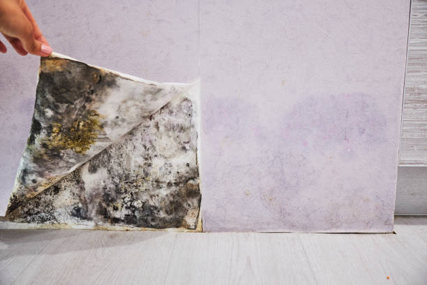 Best Mold Testing  in St Charles, MN